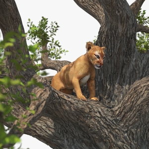 Puma Cub on Ancient Twisted Tree 3D