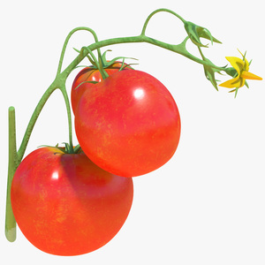 3D Tomato Branch with Red Tomatoes