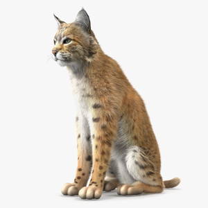 Lynx Rufus Sitting Fur 3D