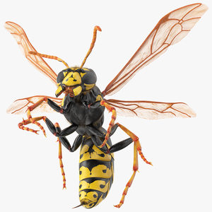 3D model Wasp Attack Pose Fur