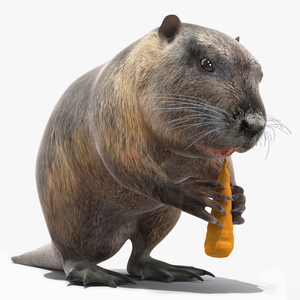 3D model Nutria Eating Carrot