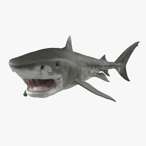 3D Tiger Shark Pose 2 model