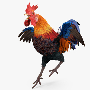 Cockfighting 3D