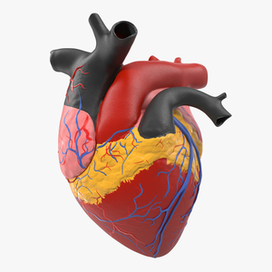 3D model Anatomy Heart Medical Plastic Model