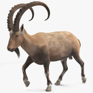 Alpine Ibex in Walking Pose 3D