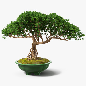 Small Bonsai in Pot 3D model