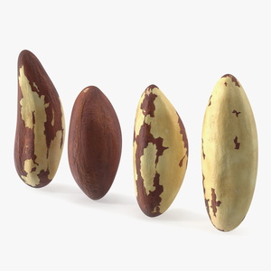 3D model Brazil Nut