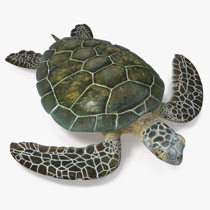 Green Turtle 3D