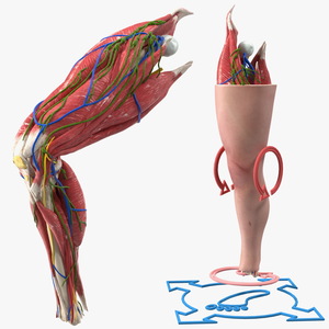 3D model Knee Human Anatomy Rigged